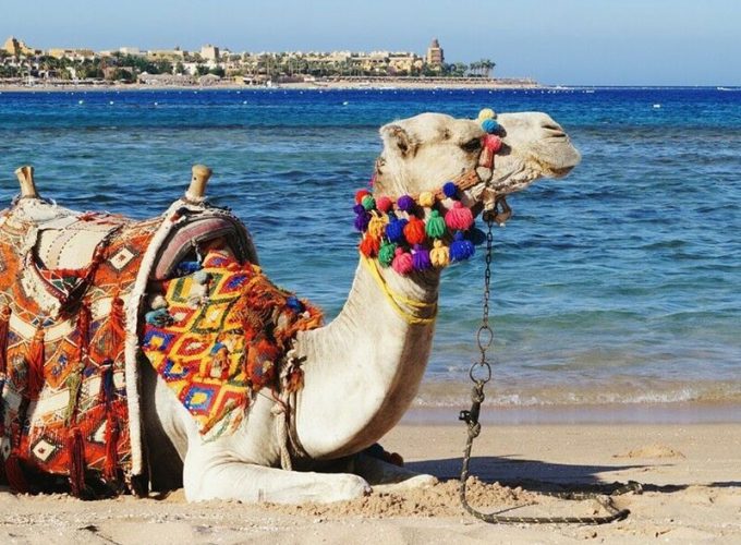 Your Dream Trips